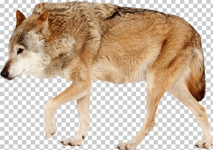 Red Fox Stock Photography PNG, Clipart, Animals, Arctic Wolf, Canis Lupus Tundrarum, Can Stock Photo, Carnivoran Free PNG Download