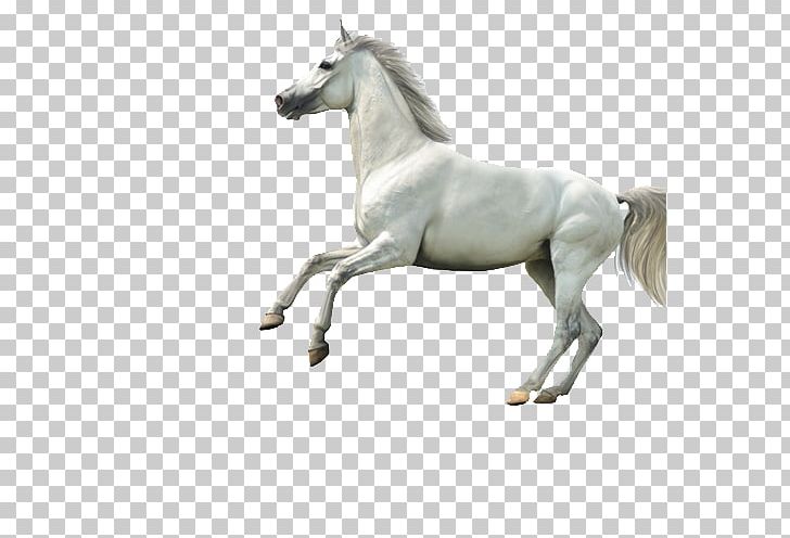 Arabian Horse Highland Pony Stallion White PNG, Clipart, 7zip, Animal, Animals, Background White, Black White Free PNG Download