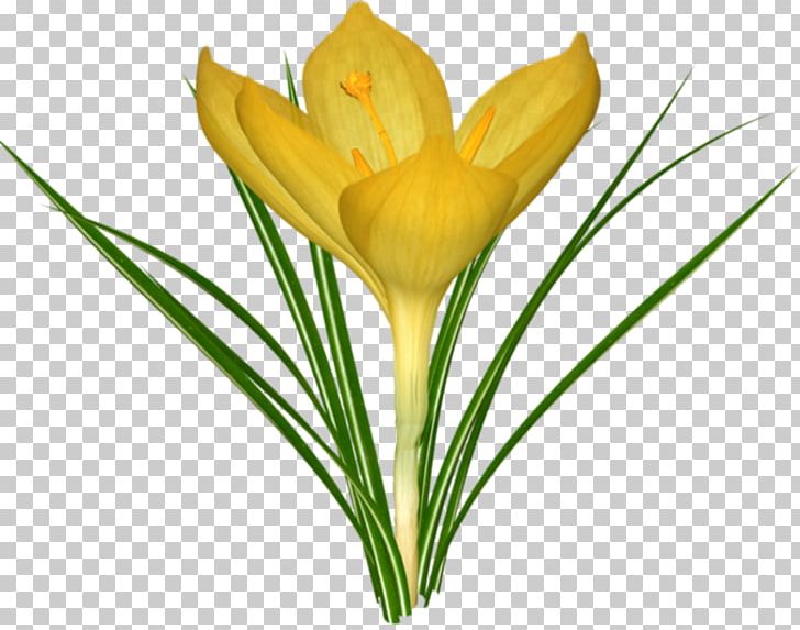 Crocus Saffron Flower PNG, Clipart, Bloom, Blooming Flowers, Blooming Lilies, Cut Flowers, Diagram Free PNG Download