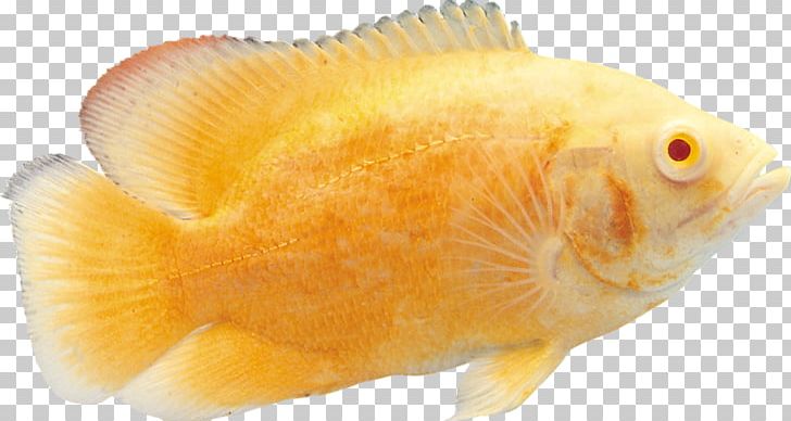 Goldfish Tropical Fish PNG, Clipart, Animals, Dots Per Inch, Download, Fauna, Fish Free PNG Download