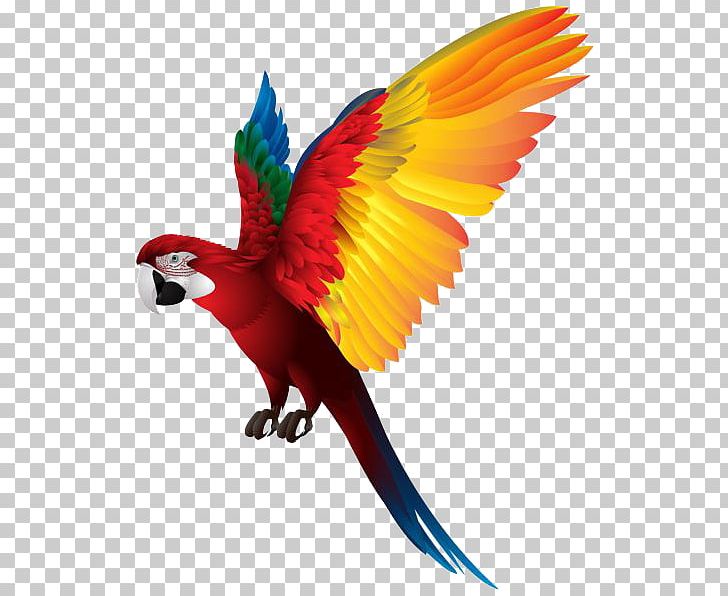 Parrots Of New Guinea Bird PNG, Clipart, Animals, Beak, Bird, Computer Icons, Feather Free PNG Download