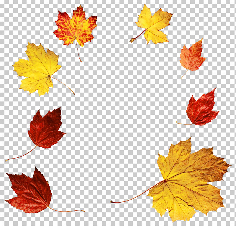 Maple Leaf PNG, Clipart, Black Maple, Leaf, Maple, Maple Leaf, Paint Free PNG Download