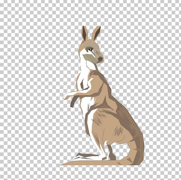 australian kangaroo drawing