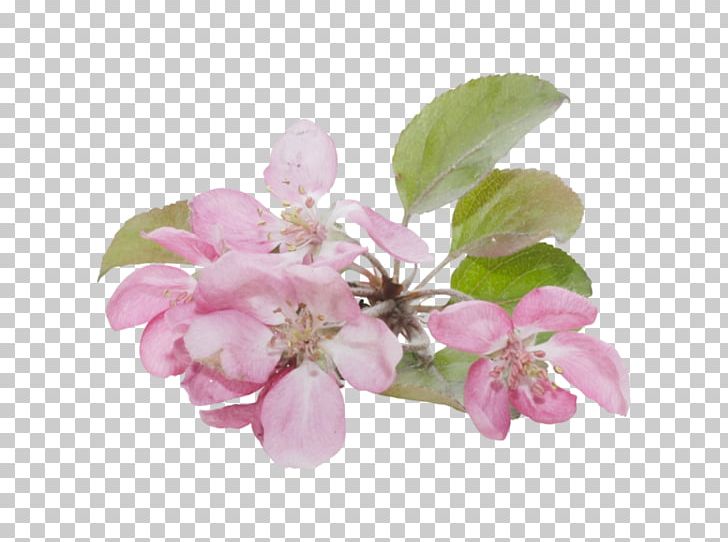 Blossom Flower PNG, Clipart, Blossom, Branch, Cherry Blossom, Color, Download Free PNG Download