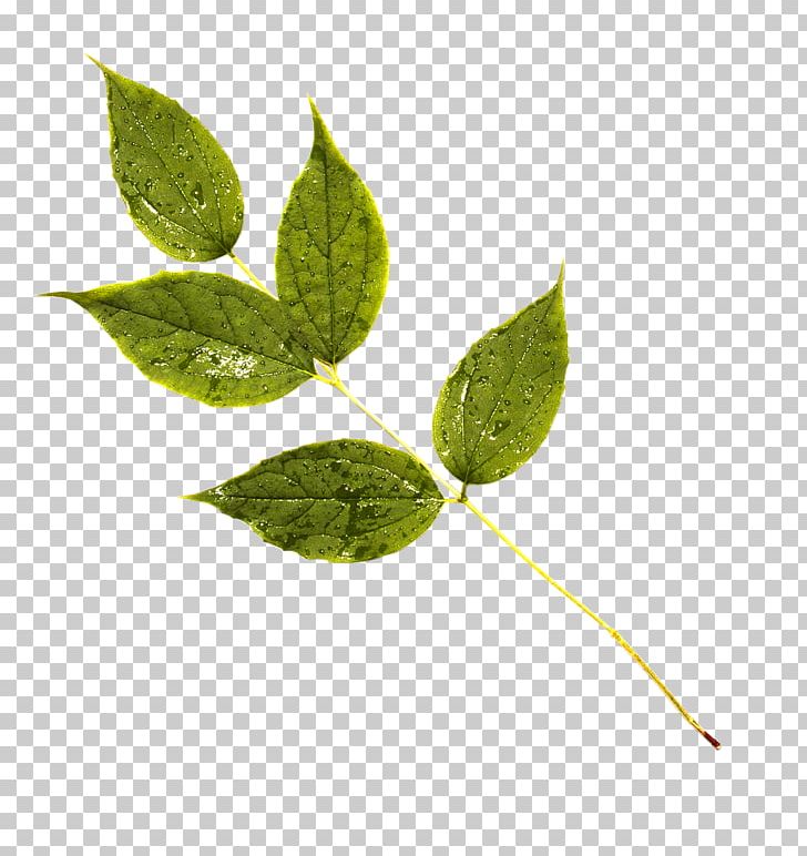 Leaf Plant Stem PNG, Clipart, Autumn Leaf, Branch, Green, Green Leaf, Leaf Free PNG Download