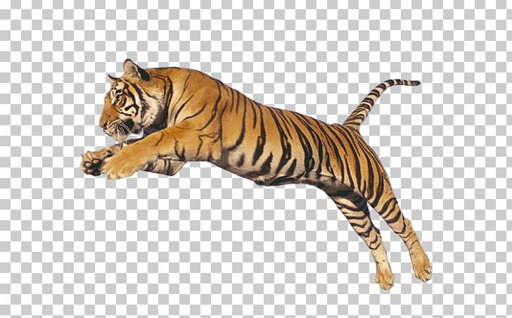 Lion Cat Leopard Felidae Animal PNG, Clipart, Animal, Animal Figure, Animals, Bengal Tiger, Big Cat Free PNG Download