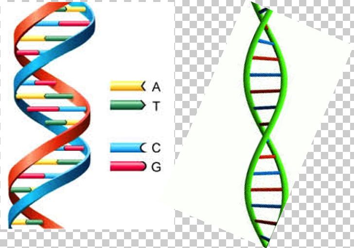 The Double Helix: A Personal Account Of The Discovery Of The Structure Of DNA Nucleic Acid Double Helix Adenine PNG, Clipart, Adenine, Area, Base Pair, Body Jewelry, Circle Free PNG Download