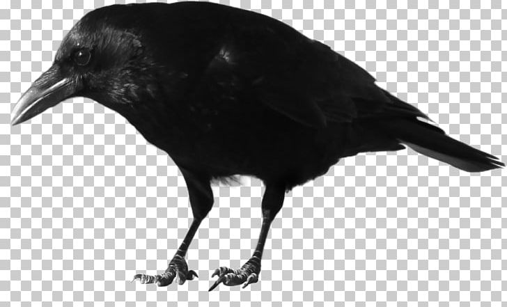 American Crow File Formats PNG, Clipart, American Crow, Animals, Beak, Bird, Black And White Free PNG Download