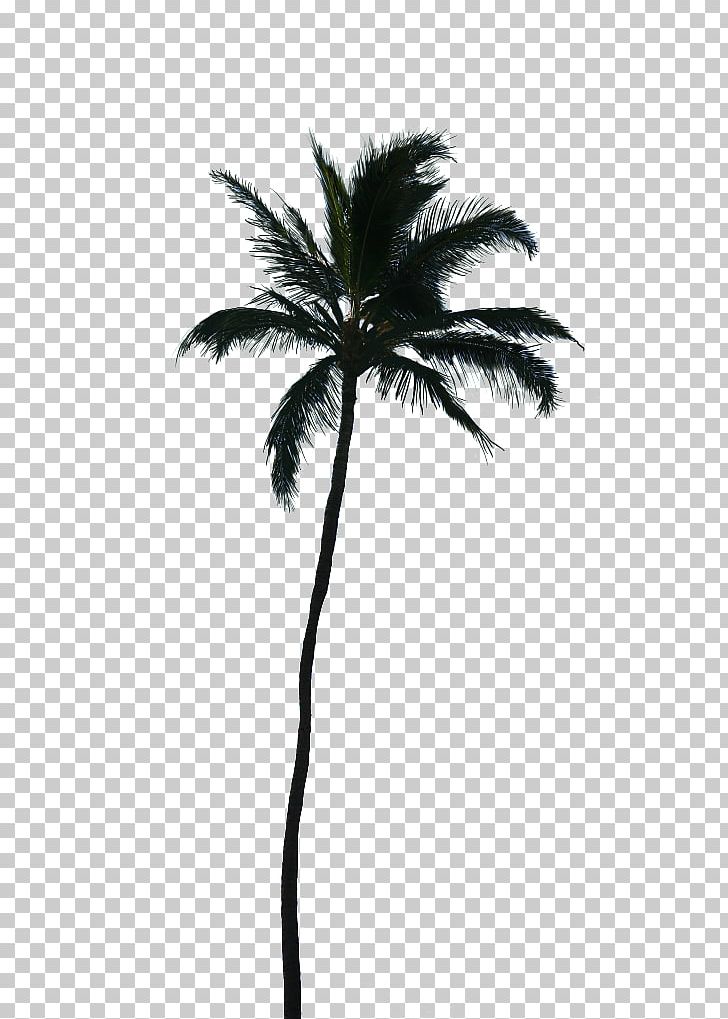 LG G3 User Photography Computer PNG, Clipart, Arecales, Black And White, Borassus Flabellifer, Branch, Coconut Free PNG Download