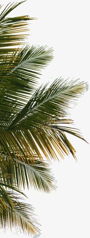 Palm Leaves PNG, Clipart, Coco, Effects, Hd Photographic Effects, Leaves Clipart, Leaves Clipart Free PNG Download
