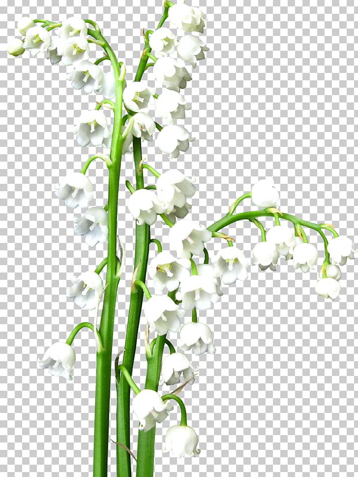 Flower Lily Of The Valley White PNG, Clipart, Branch, Color, Cut Flowers, Flora, Floral Design Free PNG Download