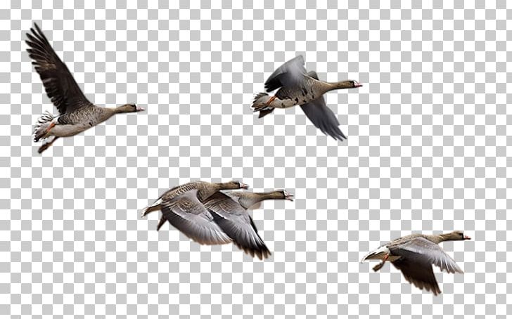Goose Bird Migration Cygnini Duck PNG, Clipart, Animal Migration, Animals, Beak, Bird, Bird Migration Free PNG Download