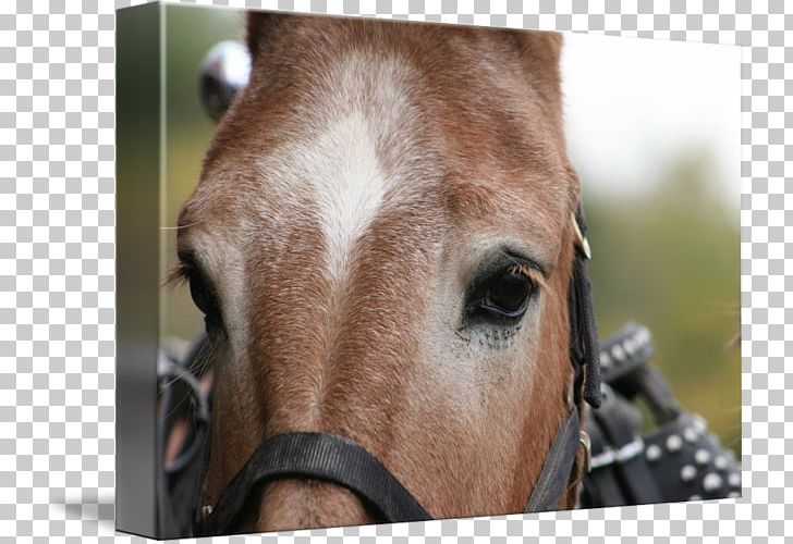 Halter Mane Rein Bridle Pack Animal PNG, Clipart, Bridle, Closeup, Closeup, Halter, Horse Free PNG Download