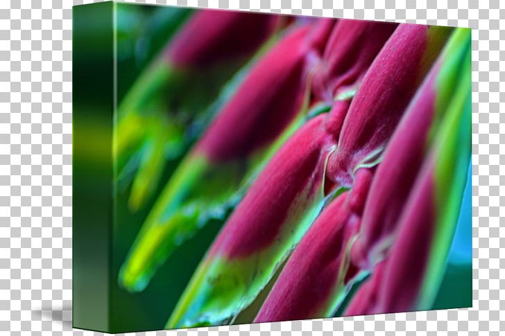 Magenta Close-up Plant Stem PNG, Clipart, Closeup, Closeup, Macro Photography, Magenta, Petal Free PNG Download