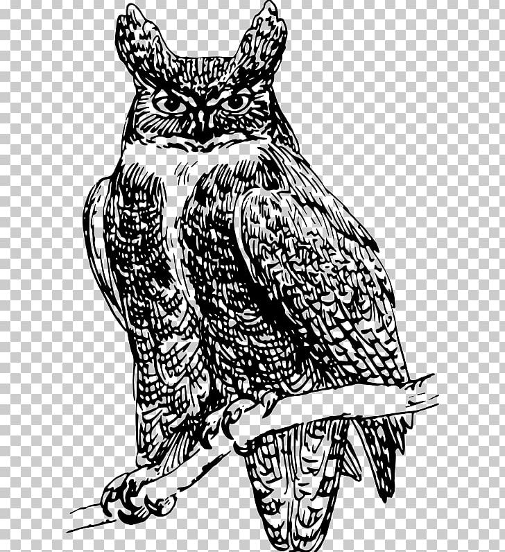 Owl Beak Bird PNG, Clipart, Animals, Art, Beak, Bird, Bird Of Prey Free PNG Download