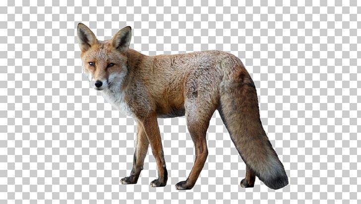 Red Fox Arctic Fox PNG, Clipart, Animals, Animals Element, Carnivoran, Color, Decorative Free PNG Download