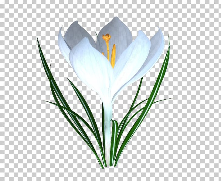 Crocus TinyPic Video PNG, Clipart, Crocus, Flower, Flowering Plant, Grass, Iris Family Free PNG Download