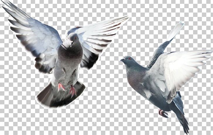 Domestic Pigeon Fancy Pigeon Bird Blue Pigeon Flying/Sporting Pigeons PNG, Clipart, Animal, Animals, Beak, Bird, Columbidae Free PNG Download