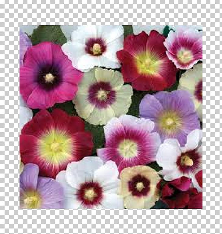 Hollyhock Perennial Plant Rose Ornamental Grass Garden PNG, Clipart, Annual Plant, Columbine, Cutting, Flower, Flowering Plant Free PNG Download