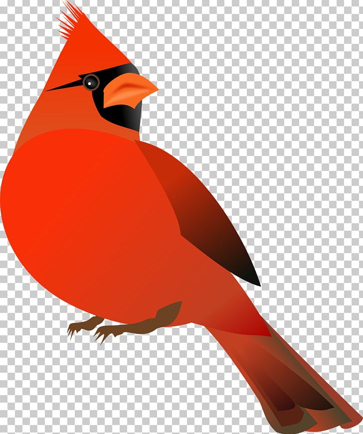 Northern Cardinal St. Louis Cardinals Bird PNG, Clipart, Animal, Animals, Beak, Bird, Cardinal Free PNG Download