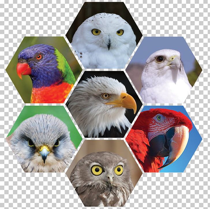 Owl Bird Parrot Kestrel Feather PNG, Clipart, Animals, Beak, Bird, Bird Of Prey, Cockatiel Free PNG Download
