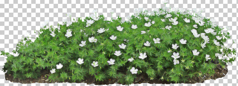 Flower Plant Groundcover Grass Shrub PNG, Clipart, Flower, Grass, Groundcover, Plant, Shrub Free PNG Download