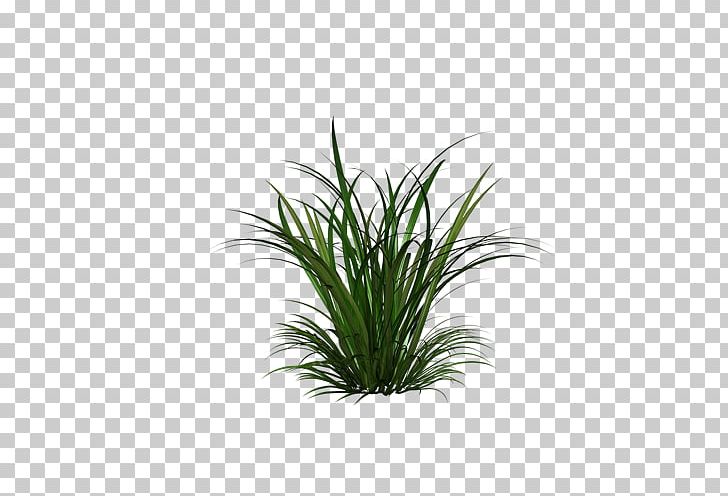 Cymbopogon Martinii Citronella Oil Essential Oil PNG, Clipart, Abstract, Chamomile, Creative Grass, Cymbopogon Citratus, Cymbopogon Martinii Free PNG Download