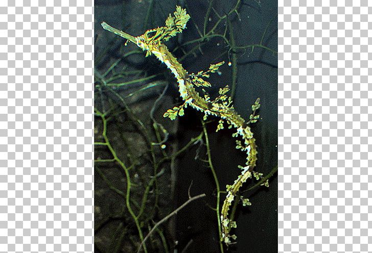 Haliichthys Taeniophorus Leafy Seadragon Solegnathus Common Seadragon PNG, Clipart, Animals, Common Seadragon, Fish, Genus, Gray Free PNG Download