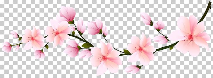 Cherry Blossom Flower PNG, Clipart, Animaatio, Azalea, Blossom, Branch, Bud Free PNG Download