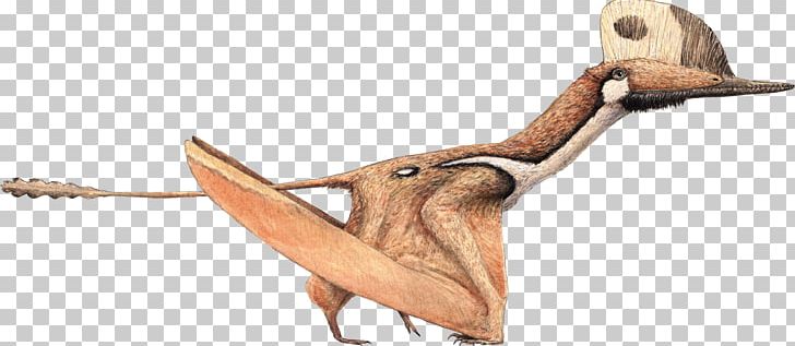 Darwinopterus Modularis Kunpengopterus Pterodactyls Gnathosaurus PNG, Clipart, Animal Figure, Beak, Darwinopterus, Dinosaur, Fantasy Free PNG Download