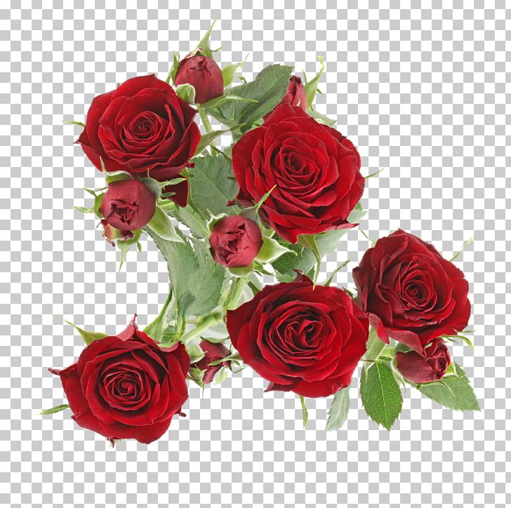 Garden Roses Cabbage Rose Floribunda Cut Flowers Qualirosa B.V. PNG, Clipart, Artificial Flower, B.v., Cabbage Rose, Cut Flowers, Floral Design Free PNG Download