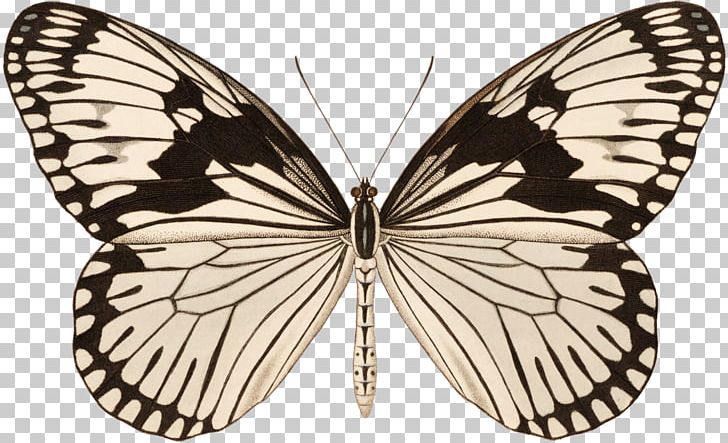 Monarch Butterfly Pieridae Beetle Brush-footed Butterflies PNG, Clipart, Arthropod, Beetle, Biological Specimen, Brush Footed Butterfly, Butterflies And Moths Free PNG Download