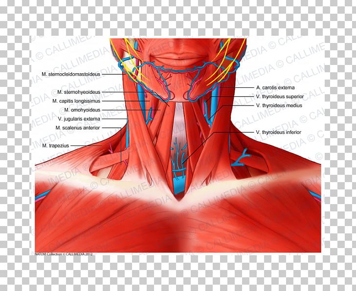 Scalene Muscles Muscular System Neck Anatomy PNG, Clipart, Anatomy, Anterior Triangle Of The Neck, Cervical Vertebrae, Fictional Character, Graphic Design Free PNG Download