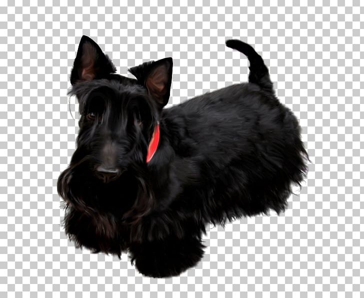 Scottish Terrier Miniature Schnauzer Poodle Pekingese Black Russian Terrier PNG, Clipart, Black Russian Terrier, Breed, Carnivoran, Dog, Dog Breed Free PNG Download