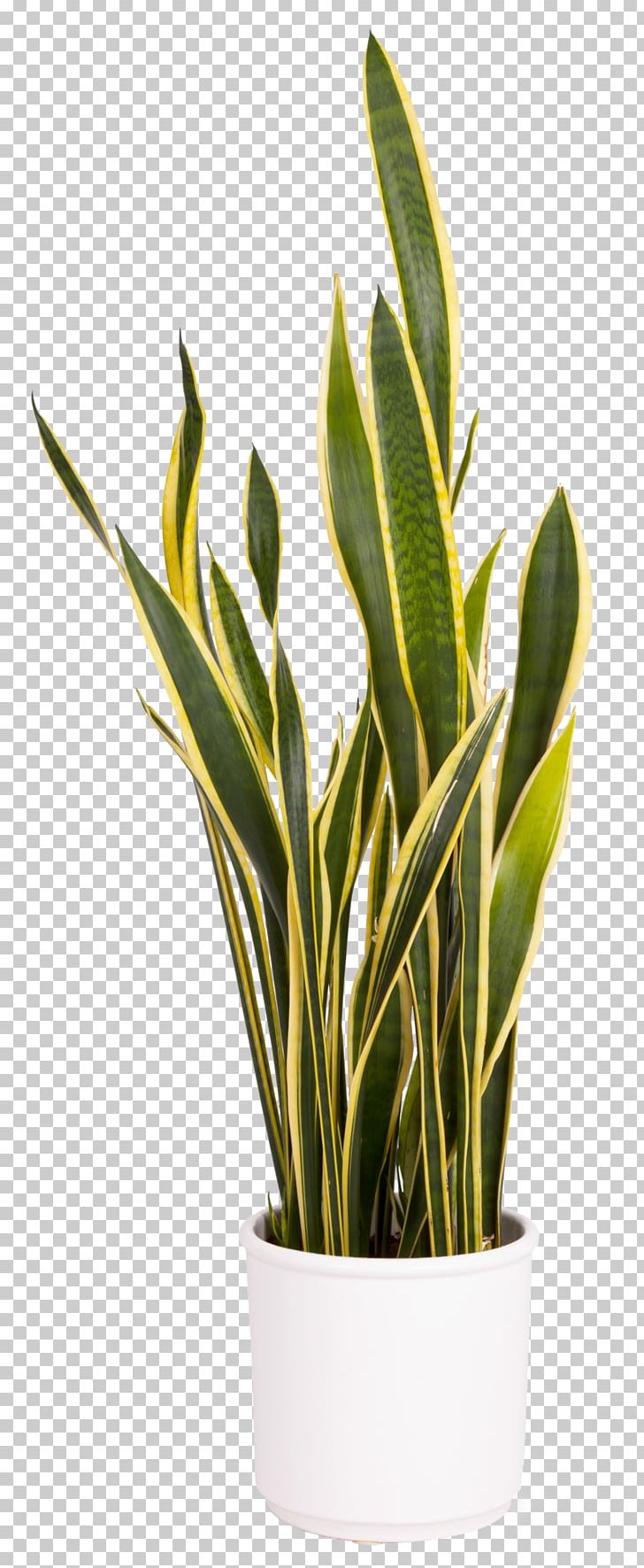 Viper's Bowstring Hemp Houseplant Evergreen Cupressaceae PNG, Clipart, Bowstring, Cupressaceae, Evergreen, Hemp, Houseplant Free PNG Download