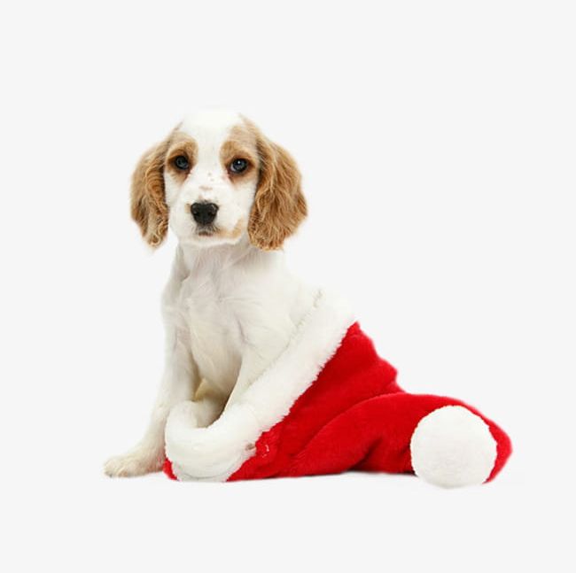 Christmas Dog PNG, Clipart, Chong, Christmas, Christmas Clipart, Cute, Cute Dog Free PNG Download
