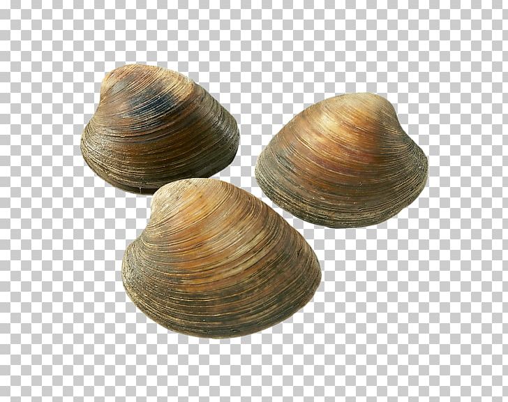 Cockle Clam Chowder Mussel Oyster PNG, Clipart, Animals, Animal Source Foods, Baltic Clam, Clam, Clam Chowder Free PNG Download