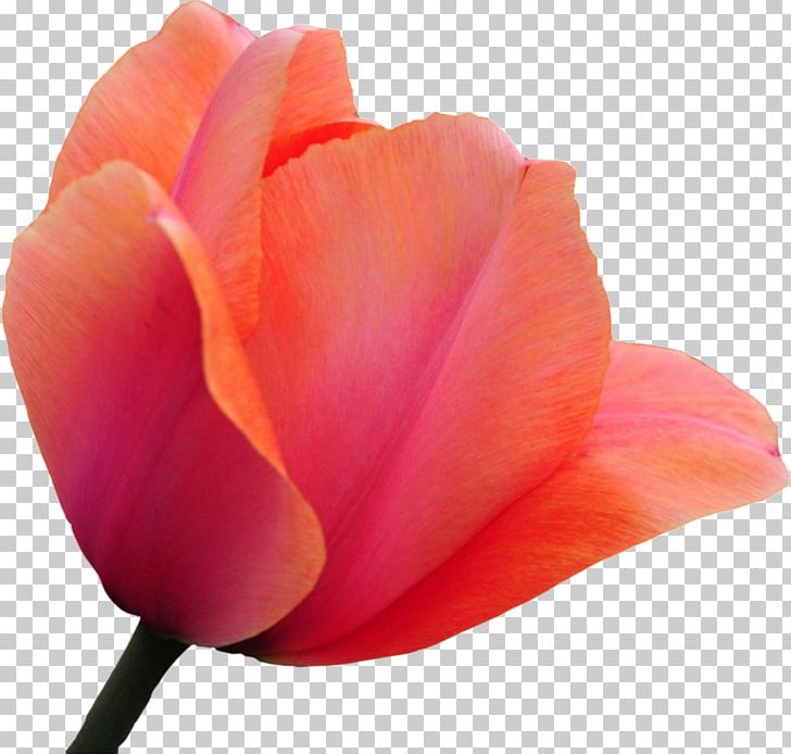 Tulip Cut Flowers Rose PNG, Clipart, Bud, China Rose, Closeup, Cut Flowers, Flower Free PNG Download