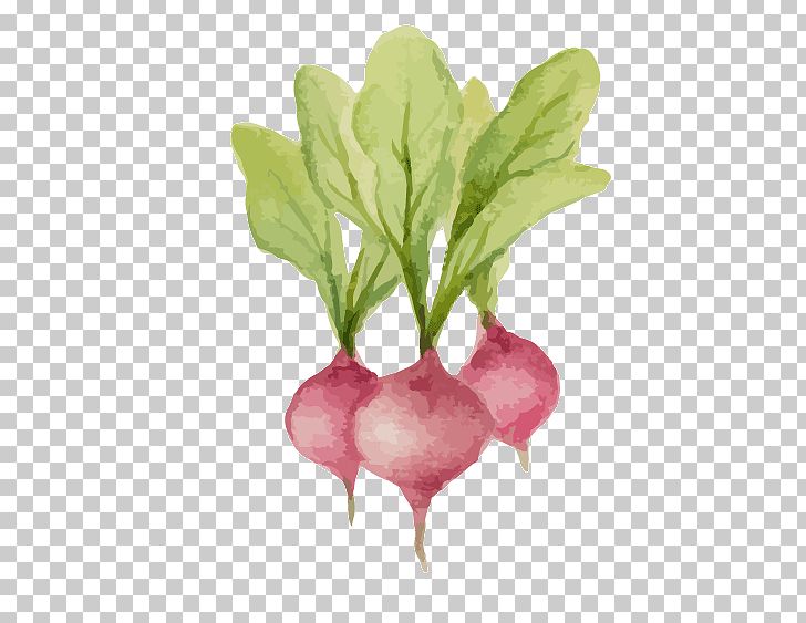 Vegetable Radish PNG, Clipart, Beetroot, Buckle, Button, Daikon, Download Button Free PNG Download