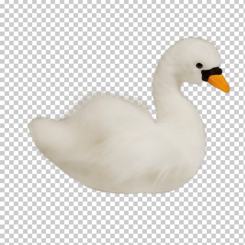 Bird Swan Duck Water Bird White PNG, Clipart, Beak, Bird, Duck, Ducks Geese And Swans, Goose Free PNG Download