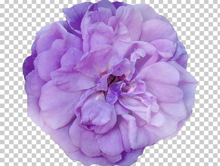 Cabbage Rose Garden Roses Peony Cut Flowers Petal PNG, Clipart, Cabbage Rose, Cut Flowers, Flower, Flowering Plant, Flowers Free PNG Download