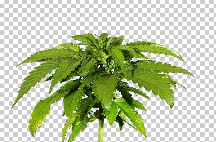 Cannabis Sativa Skunk Photography PNG, Clipart, Banana Leaves, Cannabis, Cannabis Leaves, Cannabis Plants, Download Free PNG Download