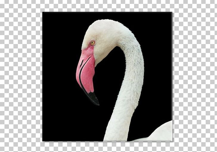 Neck Beak PNG, Clipart, Beak, Bird, Black, Flamingo, Neck Free PNG Download