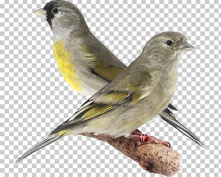 Domestic Canary Eurasian Siskin Lawrence's Goldfinch European Goldfinch Pine Siskin PNG, Clipart, Bird, Domestic Canary, Eurasian Siskin, European Goldfinch, Pine Siskin Free PNG Download