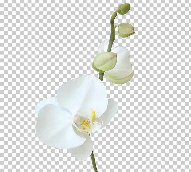 Moth Orchids Cut Flowers Canvas PNG, Clipart, Alismatales, Art, Artificial Flower, Arum, Calas Free PNG Download