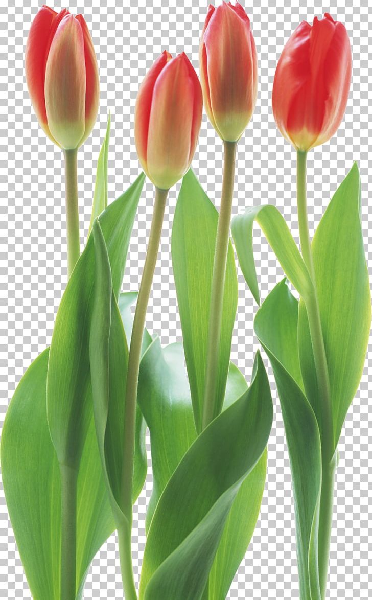 Tulip Cut Flowers Floristry PNG, Clipart, Bud, Cut Flowers, Floristry, Flower, Flower Bouquet Free PNG Download