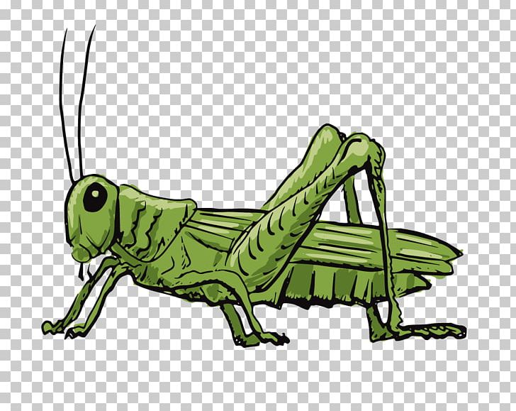 Grasshopper Stock Illustration Drawing Illustration PNG, Clipart, Amphibian, Arthropod, Cartoon, Cricket, Cricket Like Insect Free PNG Download