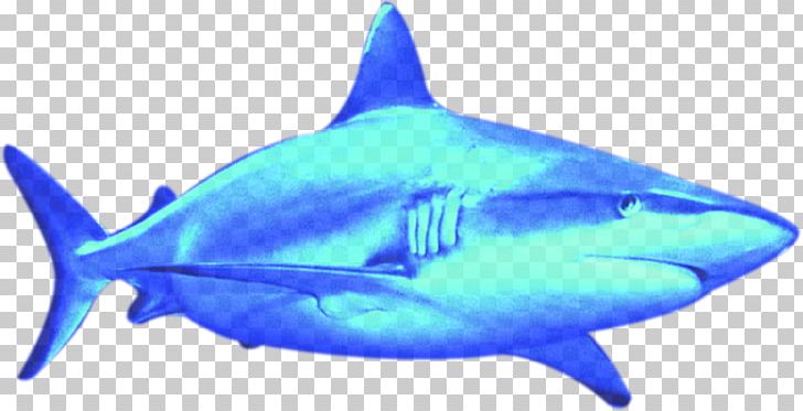 Great White Shark Poster PNG, Clipart, Animals, Blue, Carcharhiniformes, Cartilaginous Fish, Chi Free PNG Download
