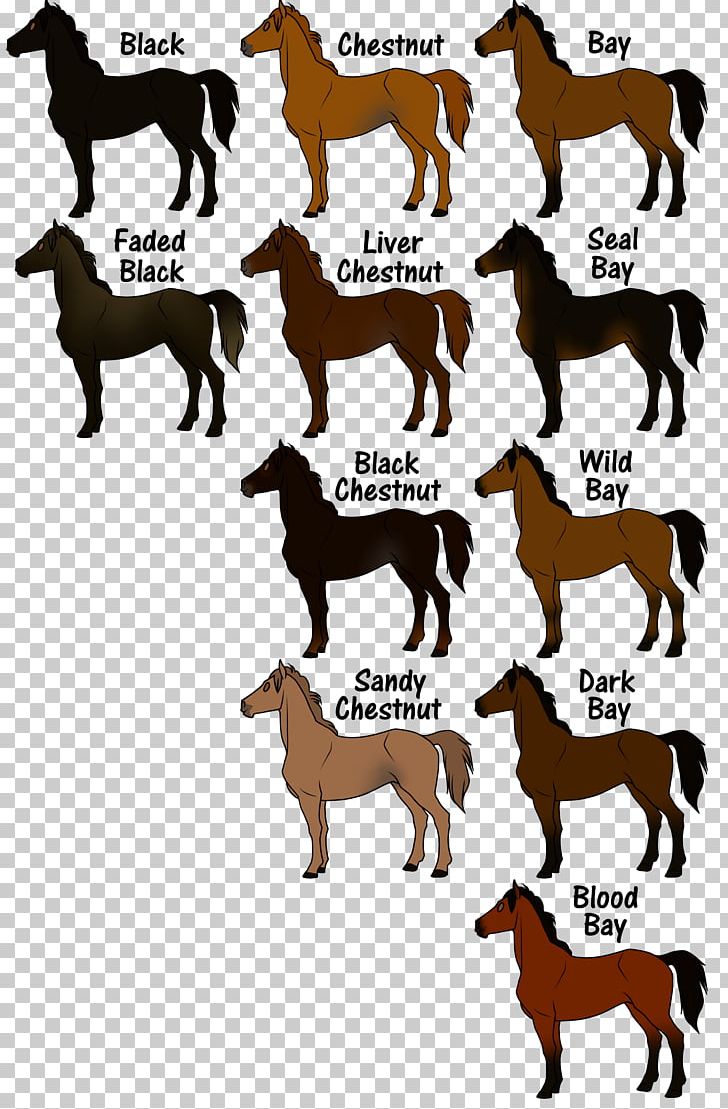 Mustang Thoroughbred Equine Coat Color Genetics Pony PNG, Clipart, Bay, Black, Brindle, Buckskin, Chestnut Free PNG Download