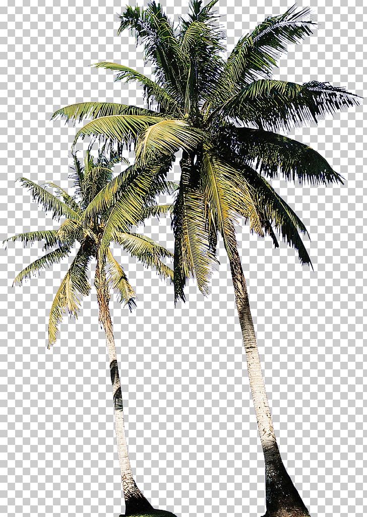 Asian Palmyra Palm Babassu Coconut Date Palm Physical Therapy PNG, Clipart, Arecaceae, Arecales, Asian Palmyra Palm, Attalea, Attalea Speciosa Free PNG Download
